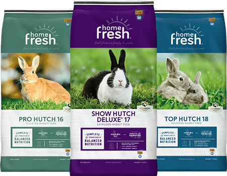 Blue orders seal rabbit feed