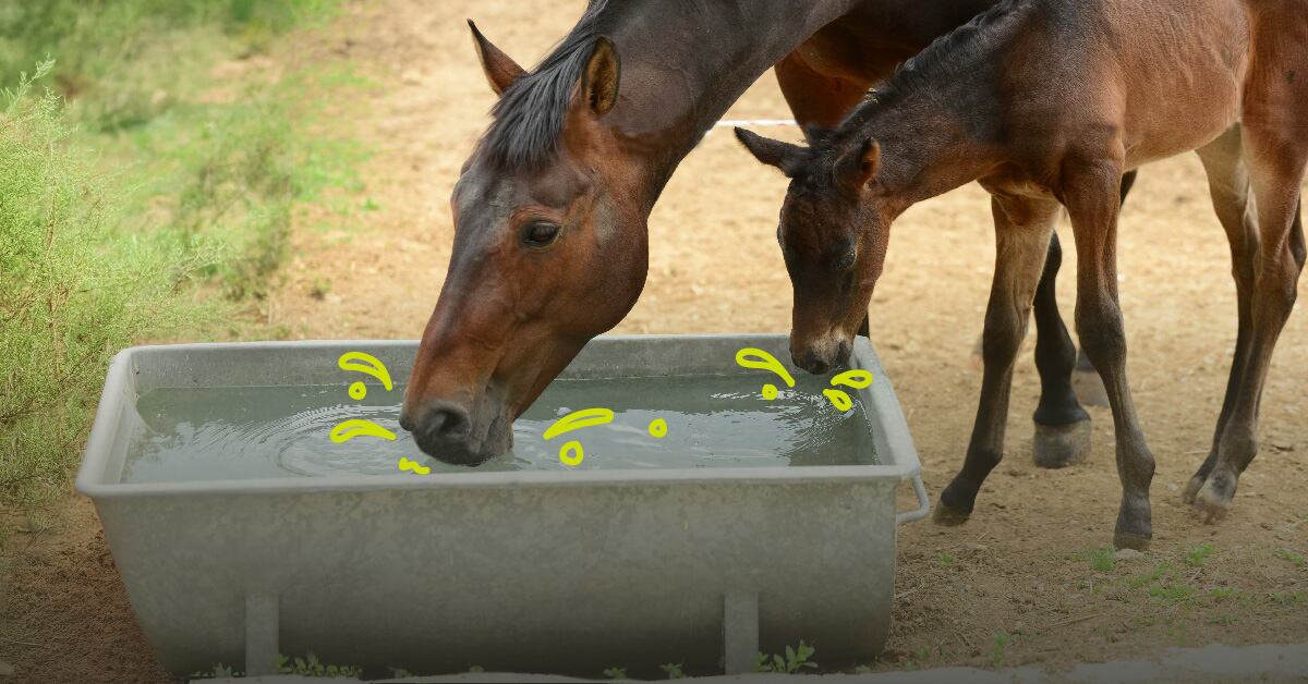 Horse drinking from trough
