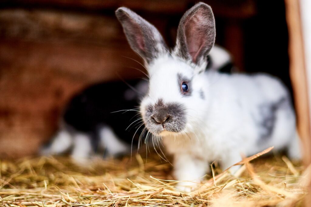 Rabbits in a pen