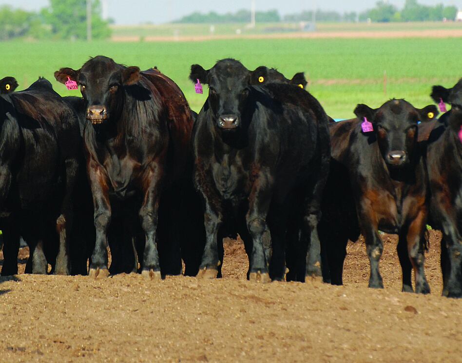 CM_Feedlot_0252_noMud