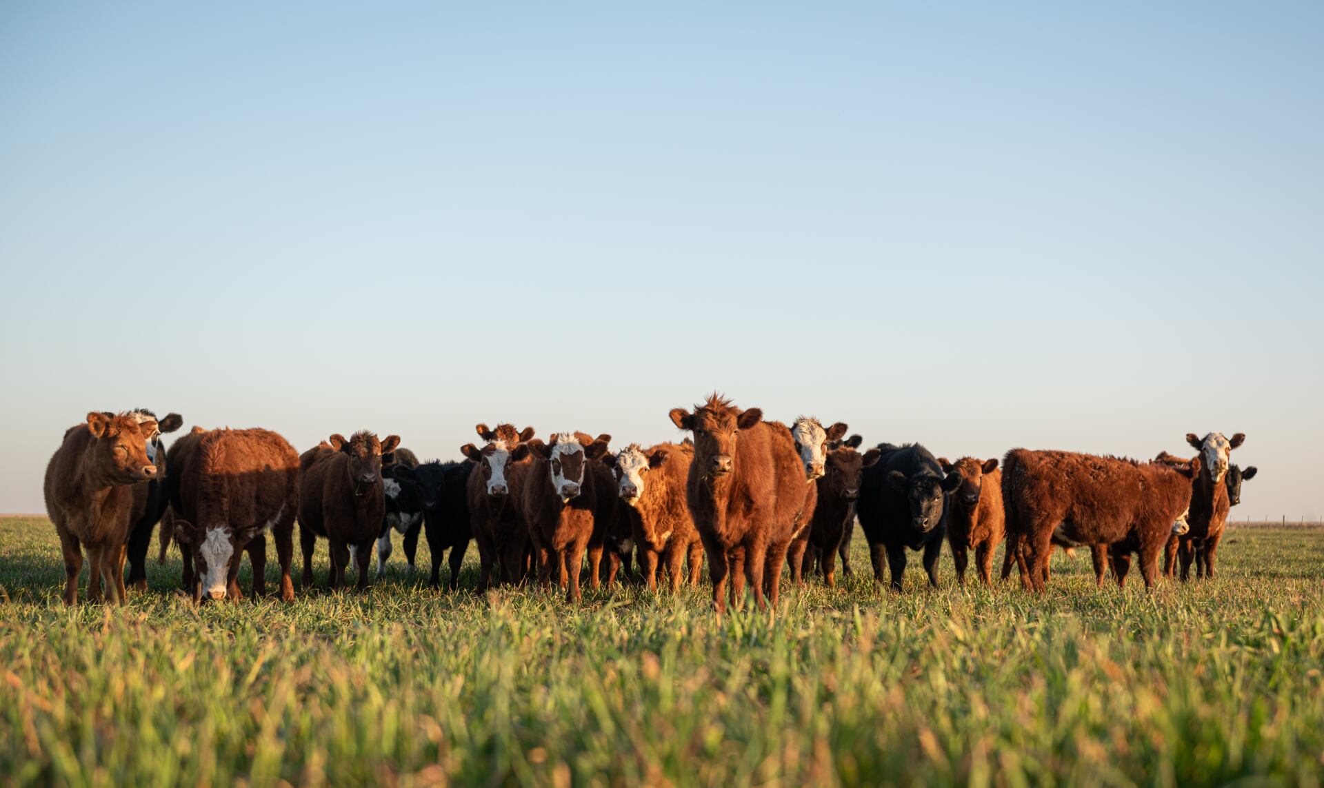 Closing the Nutrient Gap: Mineral Nutrition for Cattle on Pasture