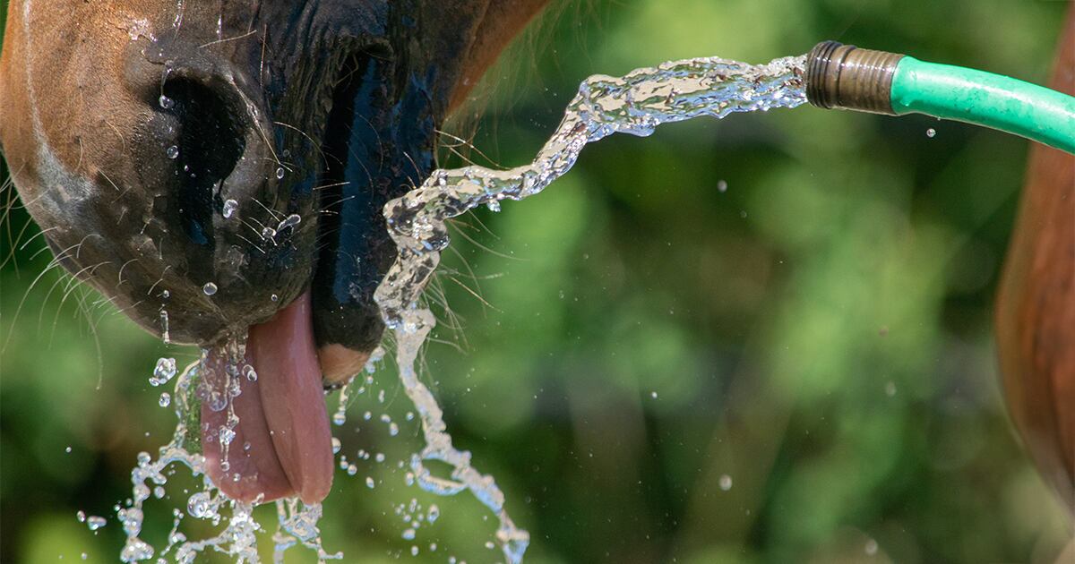 Horse drinking from a hose