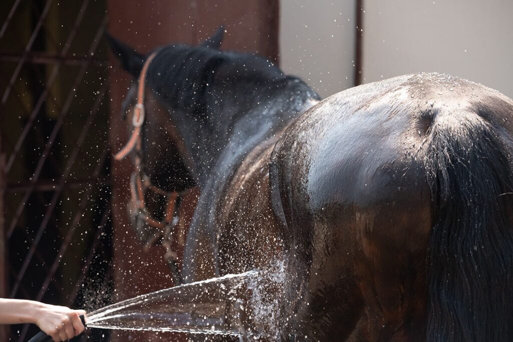 Summer horse hydration