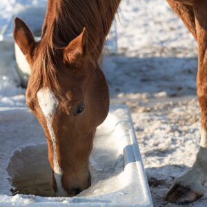 Winter horse hydration