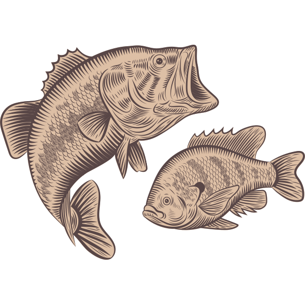 Field and Farm Fish Illustration