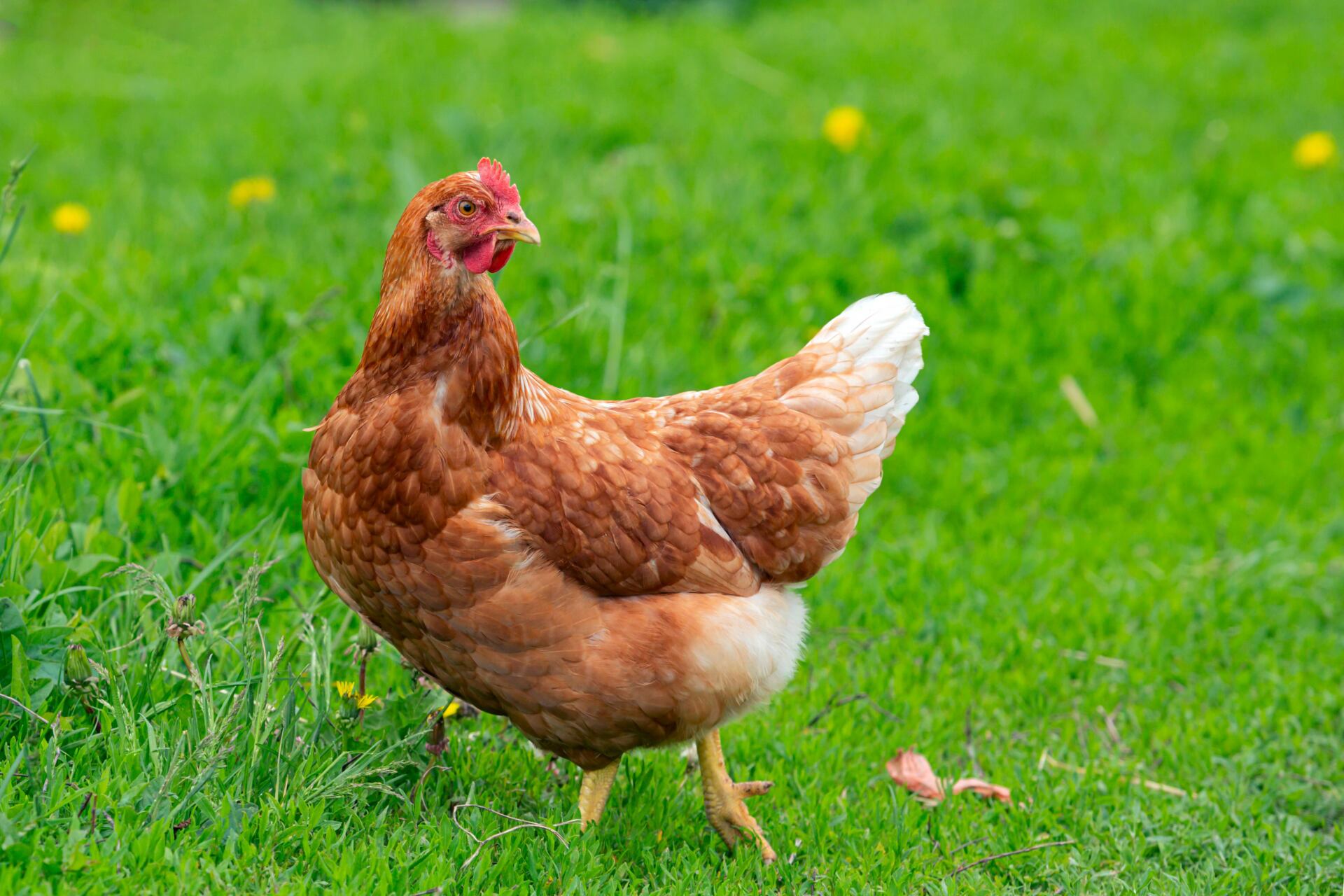 Chicken standing in a field