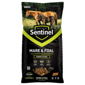Sentinel Mare & Foal