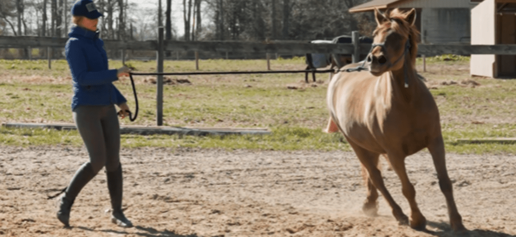 Horse with handler