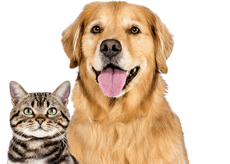 PetBuyerProgram web site promo stripe kent