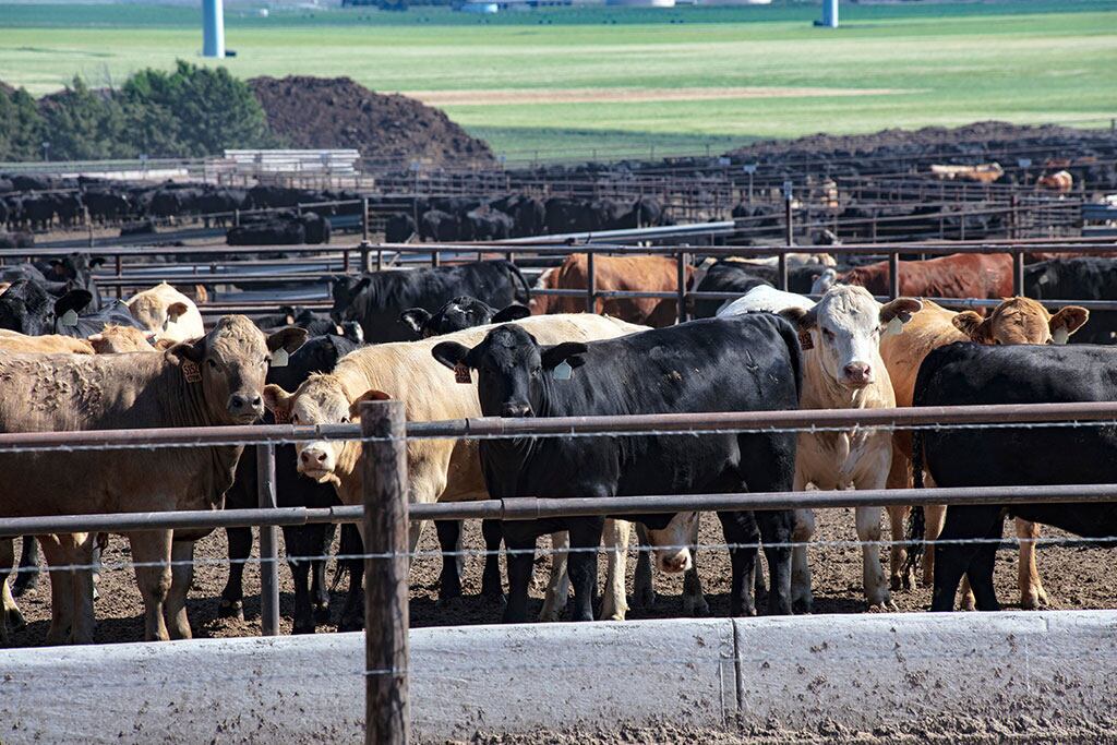 Cattle