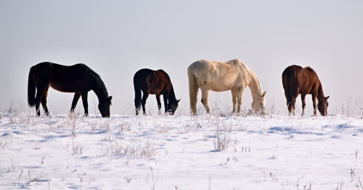 Horses in a snowy field grazing