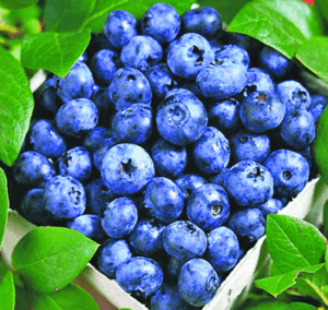 Grow Great Blueberries at Home quart of blueberries