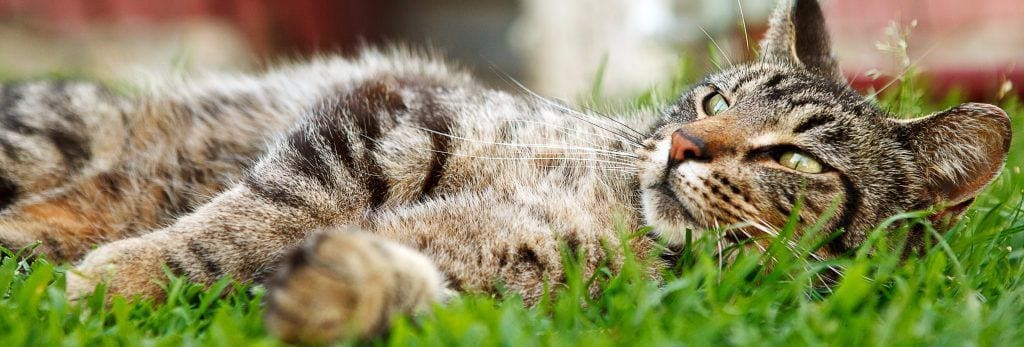 species-page-cat_header