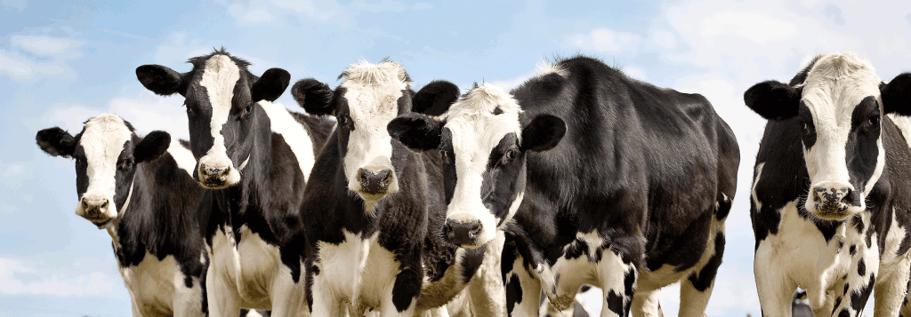 species-page-dairy_header