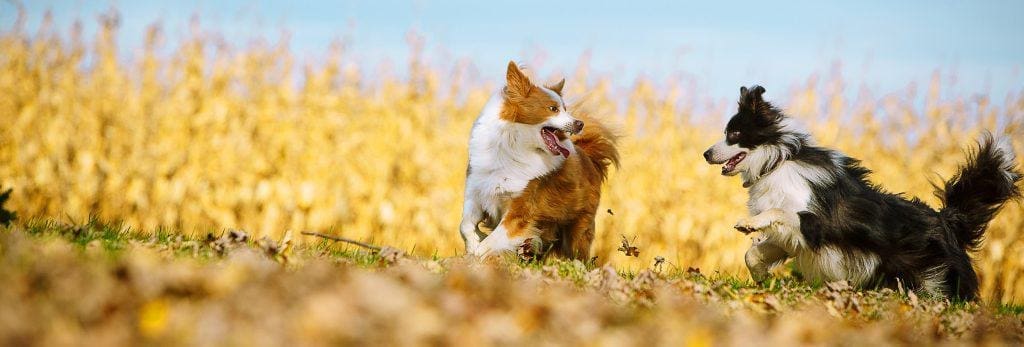 species-page-dog_header