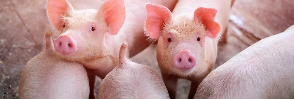 species-page-swine_header