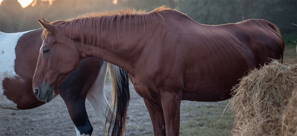 KNG-SentinelEquineNurture-5-1_1024