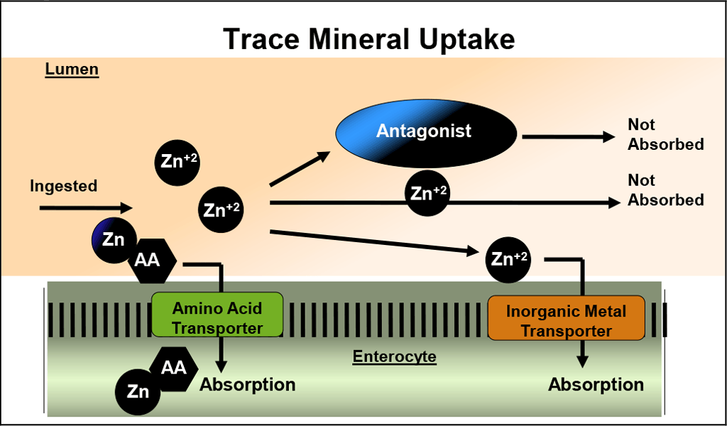 Chart highlighting trace mineral uptake for horses