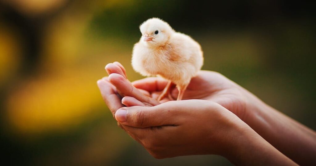 Raising Chicks