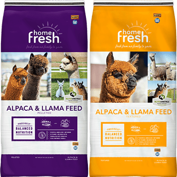 UBS-home-fresh-lockup-ALPACA-LLAMA_350