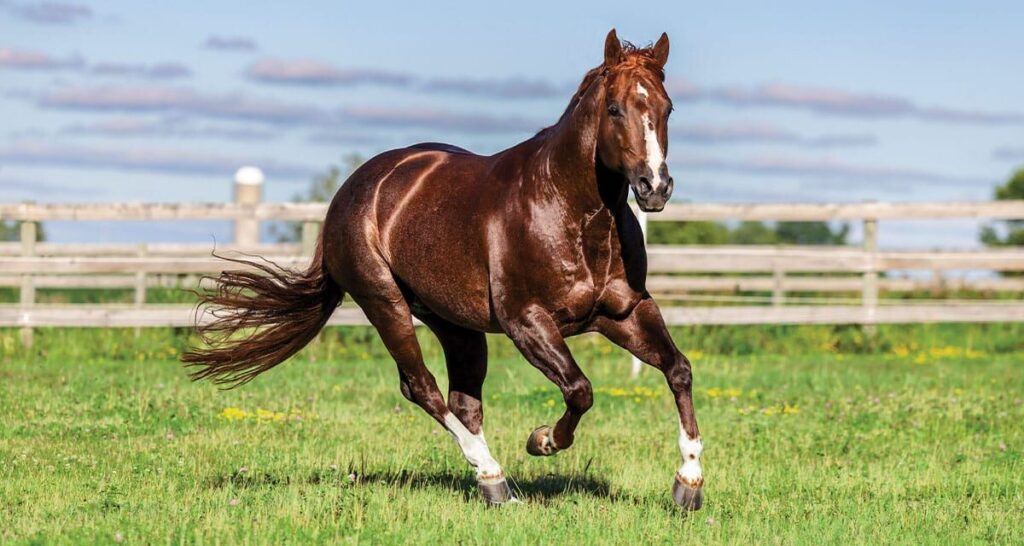 Healthy strong horse