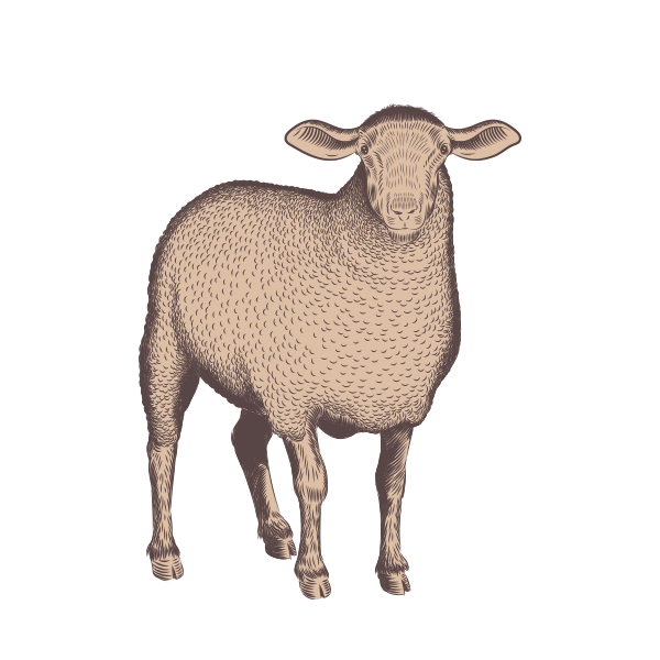 Field and Farm Sheep Illustration