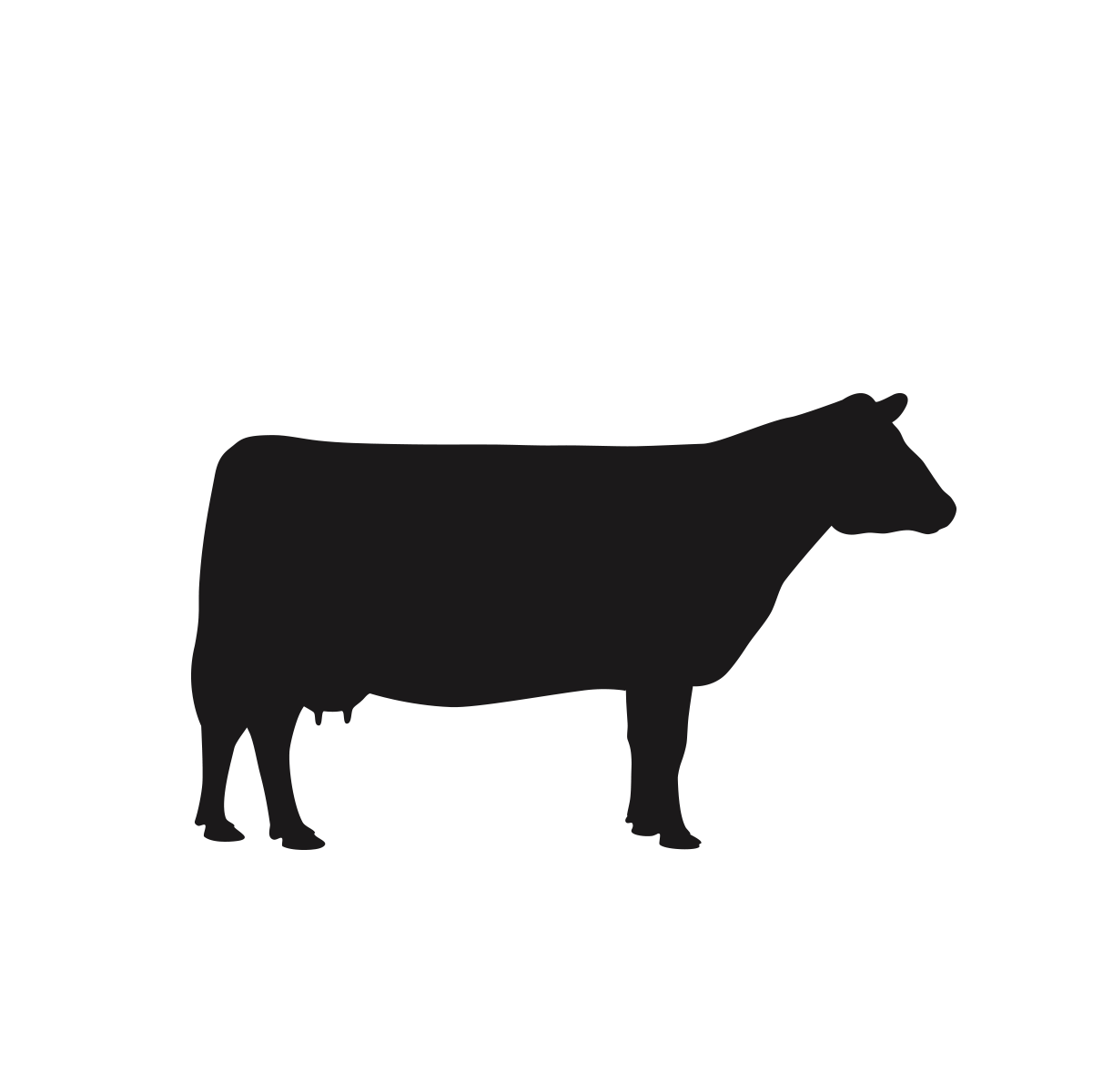 beef cattle