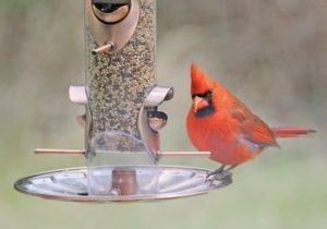 cardinal on feeder