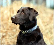 Black dog with blue collar