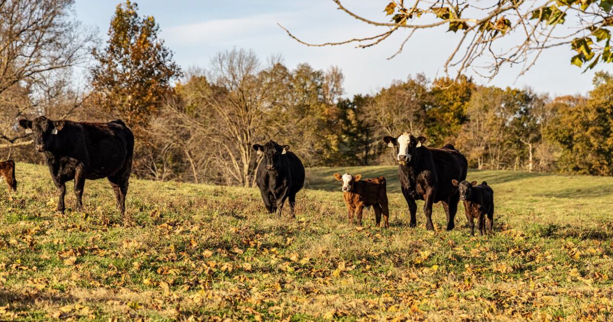Preparing-for-Fall-Calving