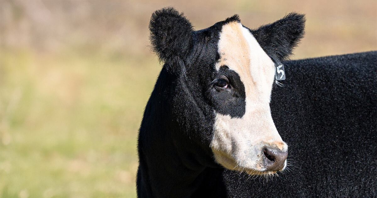 bringing-home-your-new-show-cattle-project