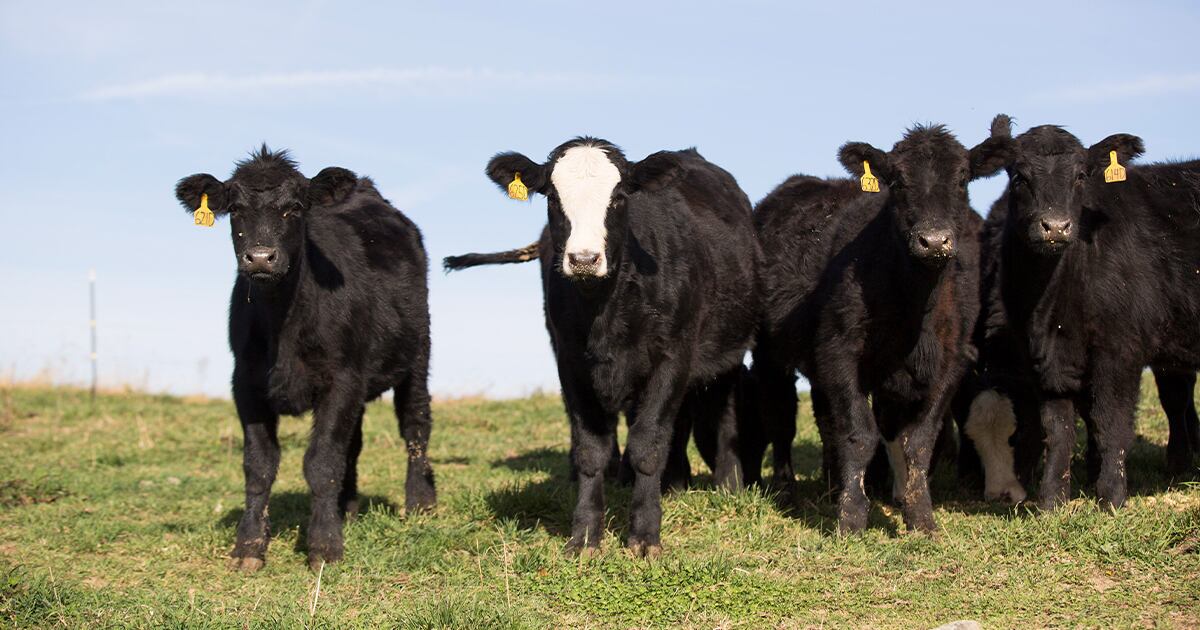 baby calves grazing in an open pasture