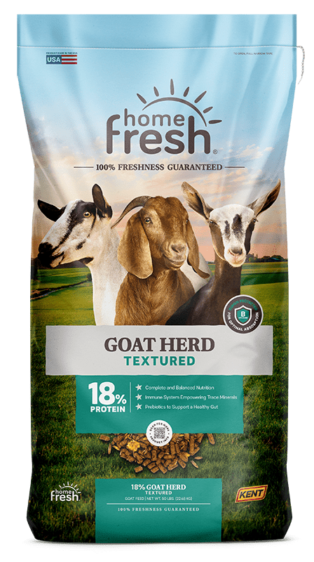 Goat Herd