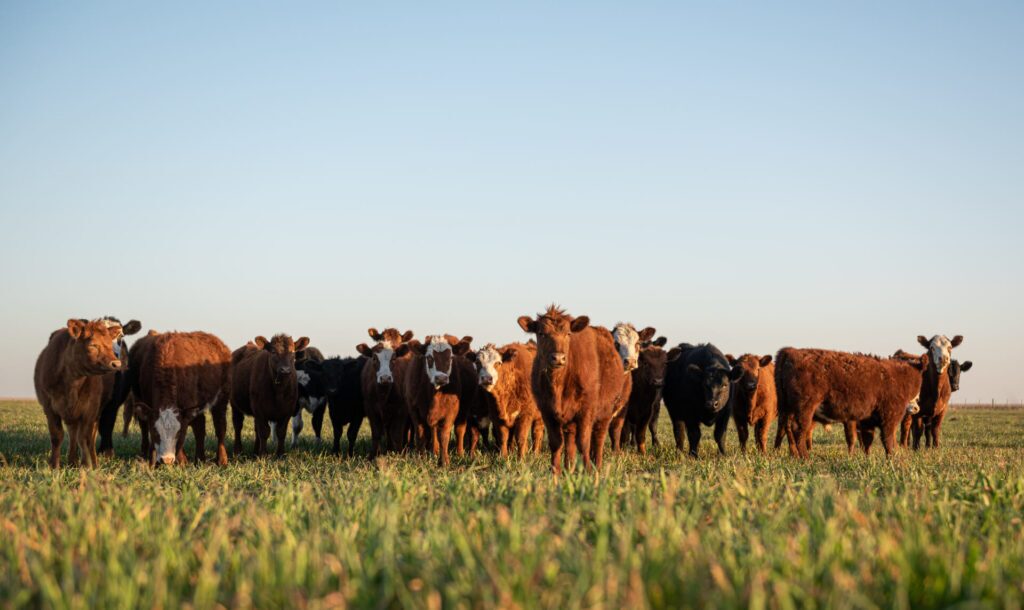 Closing the Nutrient Gap: Mineral Nutrition for Cattle on Pasture