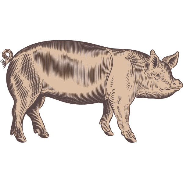 ff-pig-illustration Field and Farm Pig Illustration