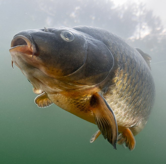 species page fish 1