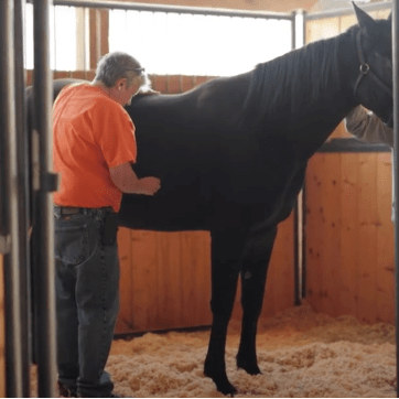 TNT-EQUINE_pic