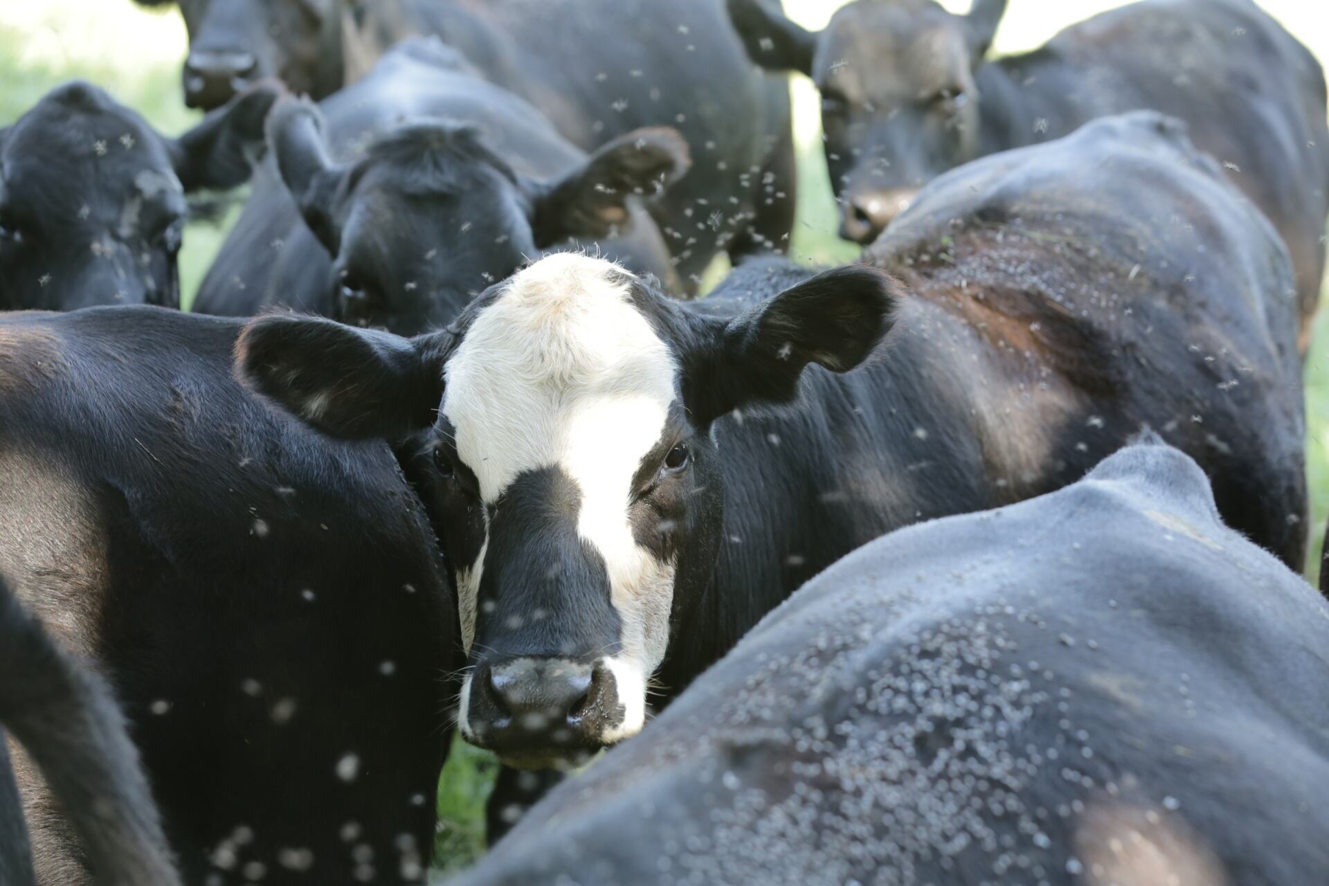 Cattle grouped together