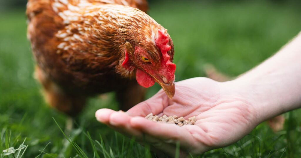 Hand feeding chickens