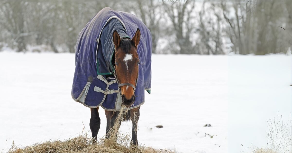 Winter Horse Nutrition