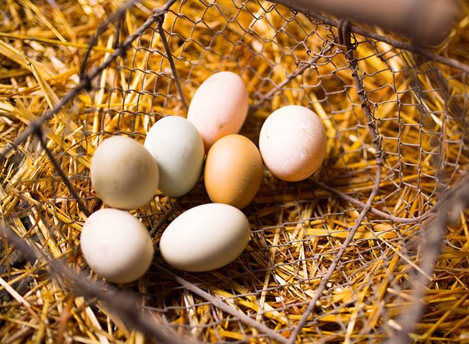 Eggs