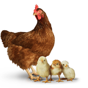 Chickens with baby chicks