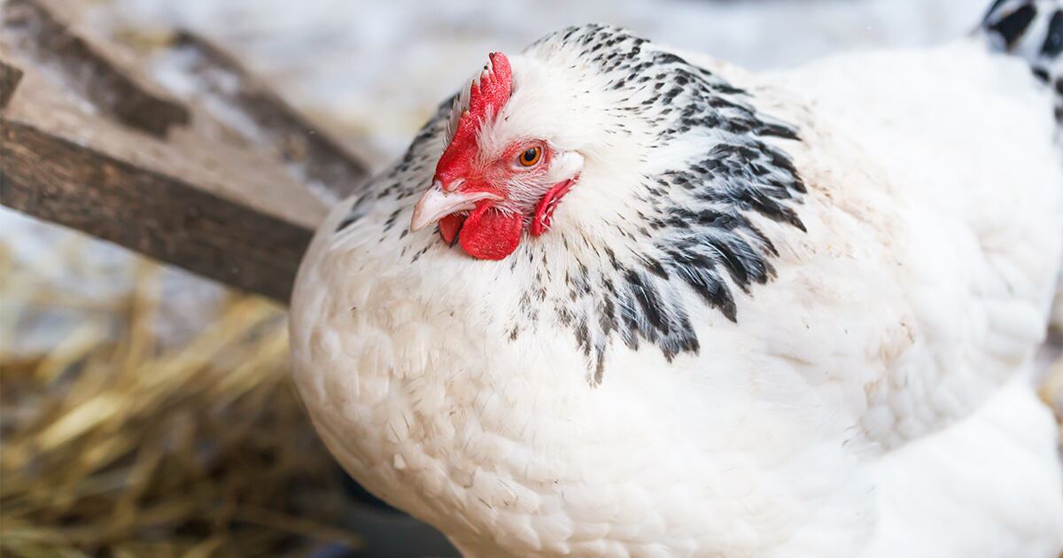 A hen laying an egg in a coop