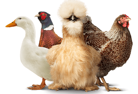 social-join-the-coop
