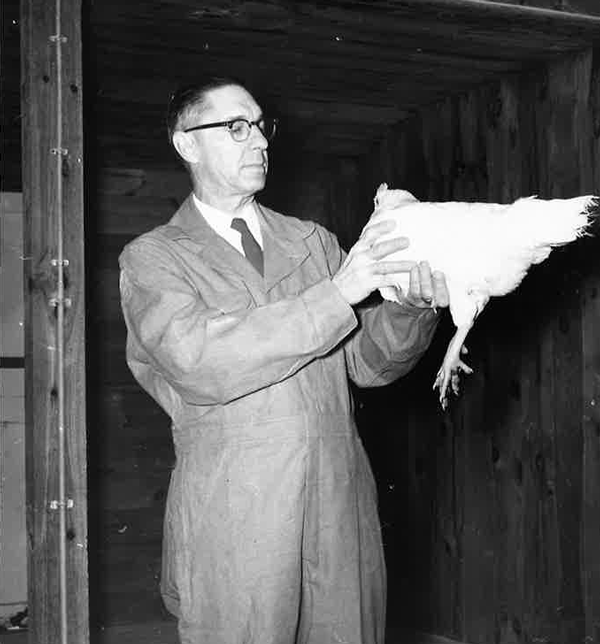 1928 - Blue Seal poultry and dairy photo of researcher with chicken