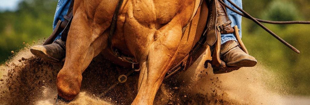 close up of horse riding western style demonstrating strong muscles and the benefits of premium horse feeds on the equine body