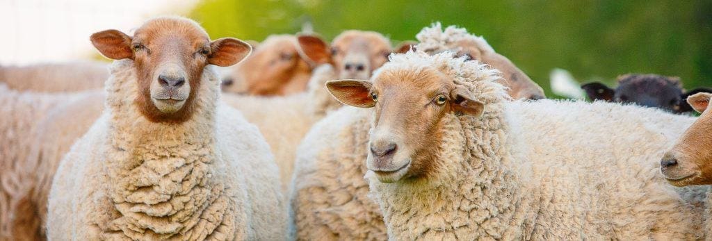 species-page-sheep_header