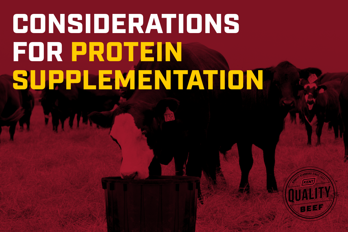 Beef cow eating out of a tub in a field of cattle with a red overlay and the words: Considerations for Protein Supplementation