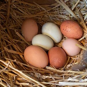 Close up of seven chicken eggs with strong shells in assorted variations of brown in a nest.