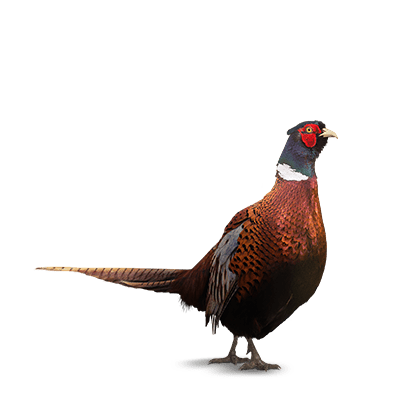 Pheasants, Chukars &amp; Pigeons